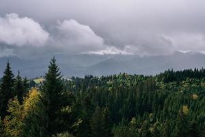 forêt de conifères et paysage de montagnes voyage paysage serein photo