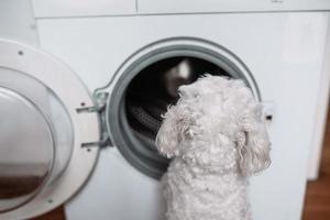 mignon petit chien blanc regardant dans la machine à laver. photo