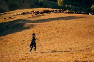 Berger femelle et troupeau de moutons sur une pelouse photo