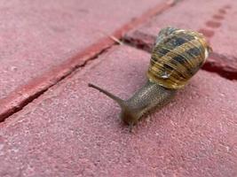 un petit escargot avec une coquille et des antennes rampe le long de la route à partir de dalles roses. vue rapprochée photo