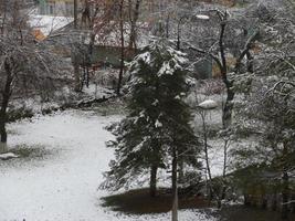 l'épinette haute pousse dans la cour en hiver photo