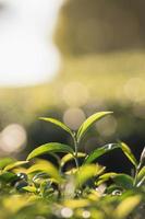 ferme biologique de plantation de feuilles de thé vert le matin, arrière-plan flou. feuilles de thé vert fraîches. plantations de thé vert au lever du soleil du matin. fraîcheur jardin de thé bio pour fond d'écran. photo