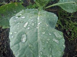 gros plan d'une plante dans le jardin photo