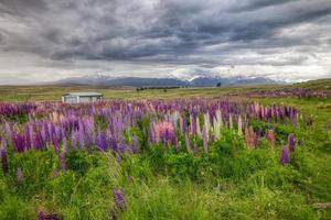 fleurs sauvages de lupin en nouvelle-zélande photo