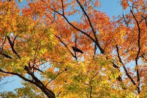 parc yoyogi à tokyo, japon photo