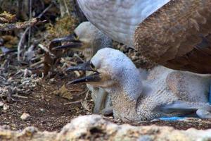 fous à pieds bleus dans les îles galapagos photo