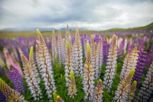 fleurs sauvages de lupin en nouvelle-zélande photo