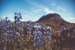 fleurs sauvages près de la cascade de thoyafoss en islande photo