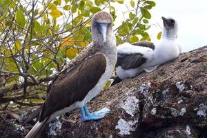 fous à pieds bleus dans les îles galapagos photo