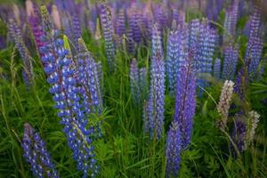 fleurs sauvages de lupin en nouvelle-zélande photo