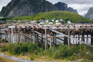 Séchoirs à poisson dans les îles Lofoten en Norvège photo