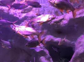 de beaux poissons multicolores nagent dans un aquarium ou sous l'eau dans l'océan sur un récif de corail. concept tourisme, vie marine, plongée photo