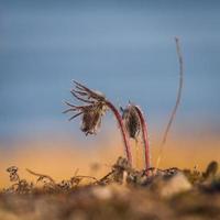 pasqueflower des prés dans une prairie en bord de mer photo