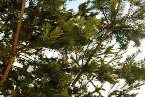 gros plan de pin, pin d'hiver dans la forêt photo