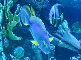 des poissons exotiques, colorés et rayés nagent dans l'eau. regarder les poissons dans l'aquarium dans l'habitat naturel de l'animal. poisson à côté des cailloux et des chicots photo