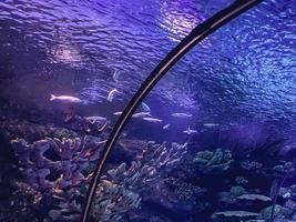 observation de la vie des poissons dans l'aquarium. tunnel avec monde sous-marin pour les touristes. construction sur noir, les supports en métal empêchent l'eau et les poissons d'entrer photo