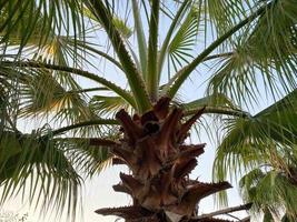 de beaux palmiers avec de grandes feuilles vertes moelleuses et juteuses contre le ciel bleu dans une station touristique du sud des pays tropicaux de l'est. arrière-plan, texture photo