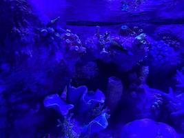 merveilleux et magnifique sous-marin dans la mer tropicale profonde et les rayons du soleil. texture de l'eau dans l'océan avec des coraux et des poissons tropicaux photo