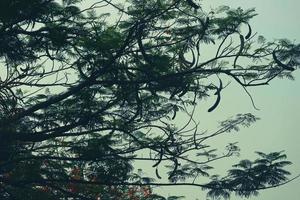 le kapok ou kapok ou ceiba pentandra est un arbre tropical appartenant à l'ordre des malvales et à la famille des malvaceae. photo