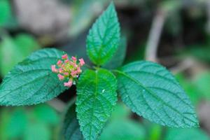 feuilles vertes petites fleurs photo