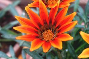 gros plan de fleur dans le jardin extérieur photo