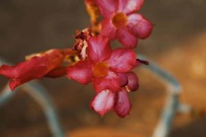 gros plan de fleur dans le jardin extérieur photo