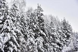 forêt d'hiver dans la neige blanche. il y a beaucoup de neige sur les branches de pin dans la forêt. belle forêt d'hiver avec neige et arbres de noël. photo