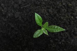 vue de dessus d'une jeune plante d'avocat qui pousse à partir de l'humus du sol. photo