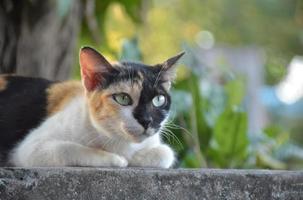 chat siam ou chat thaïlandais assis et allongé sous l'arbre, mise au point douce et sélective. photo