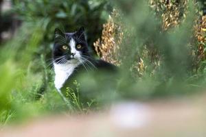 un chat libre dans la nature photo