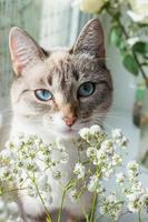 chat avec de beaux yeux bleus. chat et bouquet de fleurs de gypsophile blanche. chat de race ojos azules. portrait de visage de minou de couleurs beige et blanc. photographie de printemps léger. photo