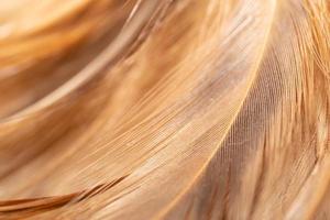 les plumes de poulet sont attachées dans une plume en bois pour le nettoyage. belles plumes abstraites et texture de plume jaune douce. photo