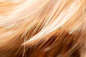 les plumes de poulet sont attachées dans une plume en bois pour le nettoyage. belles plumes abstraites et texture de plume jaune douce. photo