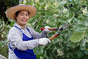 une femme asiatique utilise de gros ciseaux pour tailler le buisson dans le jardin. concept, passe-temps, passe-temps, travail dans la nature aide à se détendre. bon pour la santé mentale photo