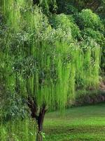 saules pleureurs debout au bord de l'étang naturel, eau verte, jardin vert, environnement paisible pour le papier peint photo