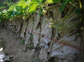 gros plan sur des feuilles sèches de couleur marron en utilisant comme support des fraises qui poussent dans une ferme de fraises fraîches. agriculture photo