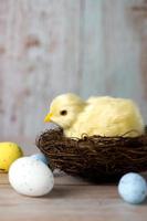 poulet dans le nid entouré d'oeufs.carte verticale de joyeuses pâques photo