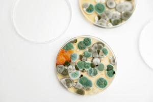 échantillons de moules sur fond blanc. une boîte de pétri avec des colonies de micro-organismes pour analyse bactériologique dans un laboratoire microbiologique. vue rapprochée de la moisissure. photo