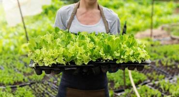 les agricultrices récoltent à la main des salades de légumes frais dans des fermes hydroponiques en serre pour les commercialiser.