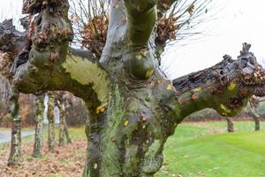 arbre dans le parc en automne pluvieux photo