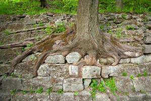 vieilles racines d'arbres dans le parc du château haut photo