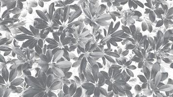 motif de feuilles pour l'arrière-plan au parc de jardin en ton noir et blanc ou monochrome et style d'illustration. beauté de la nature, croissance, plante et concept de papier peint naturel photo