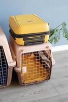 transporteur pour animaux de compagnie en plastique ou cage pour animaux de compagnie et valise jaune sur le sol à la maison, espace pour copie photo