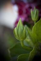 une photo en gros plan d'un bourgeon d'hibiscus vert