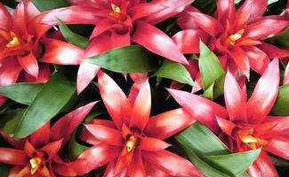 plante aérienne touffue des Antilles - guzmania monostachia photo