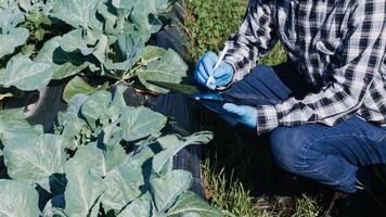 agricultrice travaillant tôt à la ferme tenant un panier en bois de légumes frais et une tablette photo