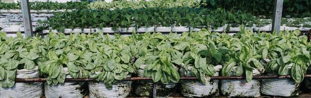 agricultrice travaillant tôt à la ferme tenant un panier en bois de légumes frais et une tablette photo