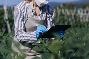 agricultrice travaillant tôt à la ferme tenant un panier en bois de légumes frais et une tablette photo