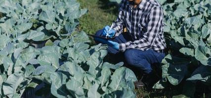 agricultrice travaillant tôt à la ferme tenant un panier en bois de légumes frais et une tablette. photo
