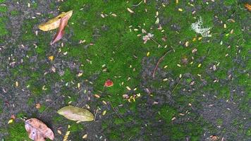 texture de route en béton moussu avec des feuilles séchées photo